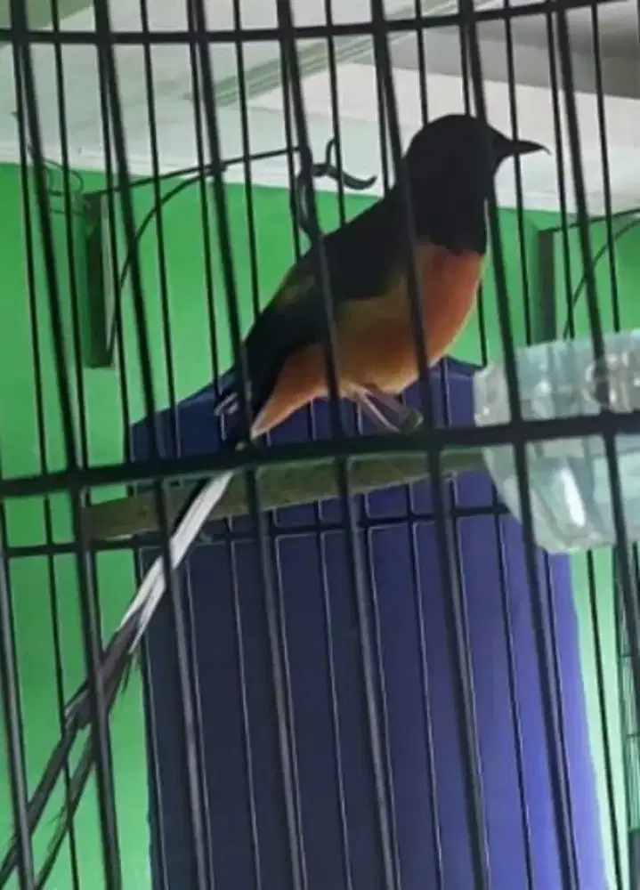 Burung Murai Batu