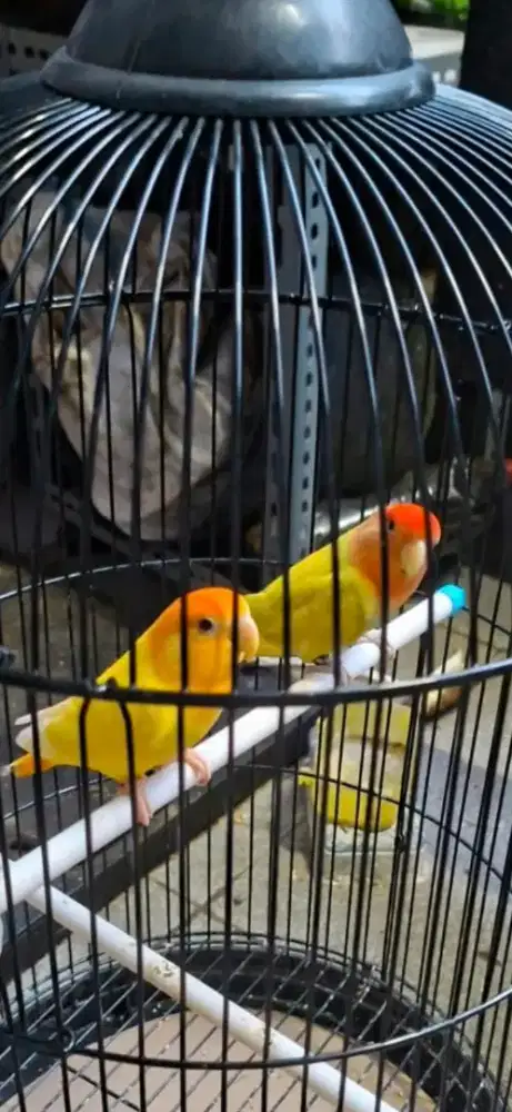 LOVEBIRD BIOLA NONKLEP SEPASANG