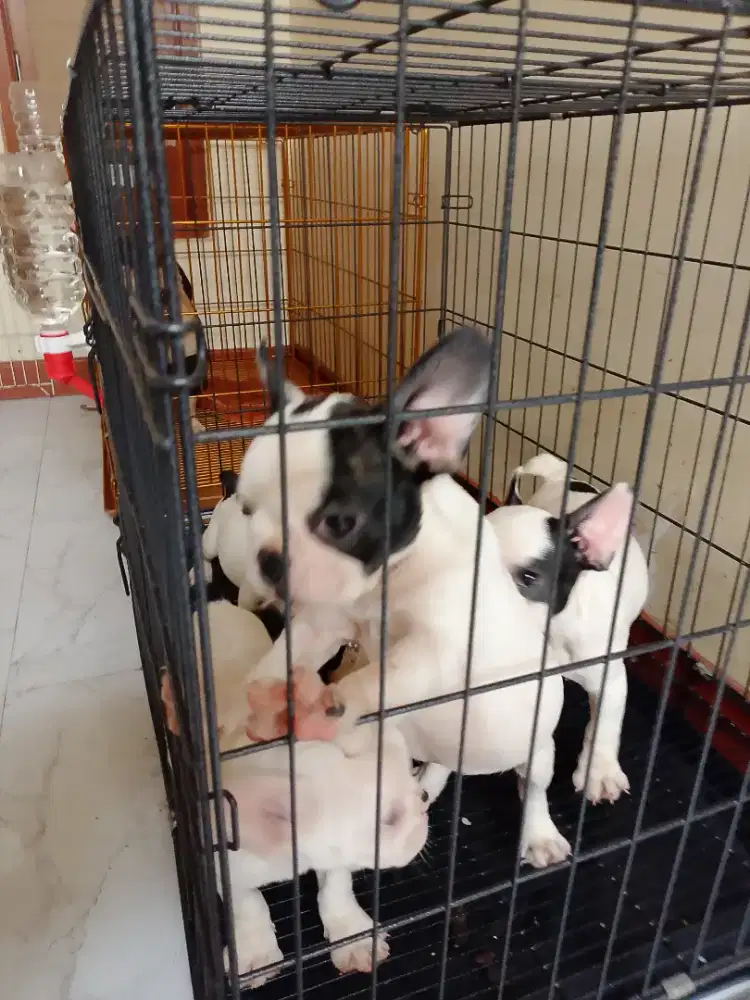 French bulldog/ frenchie BETINA STB