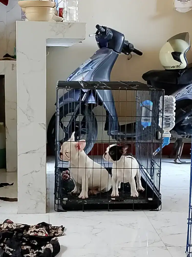 French bulldog/ frenchie BETINA ALL WHITE STB