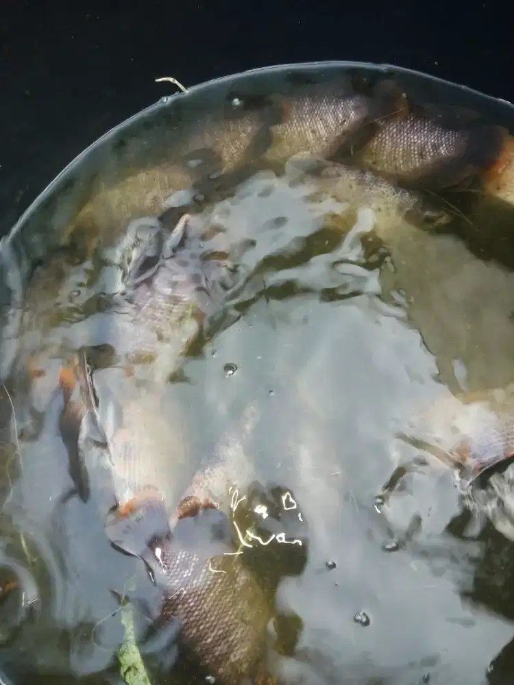 Ikan gurame bakalan indukan