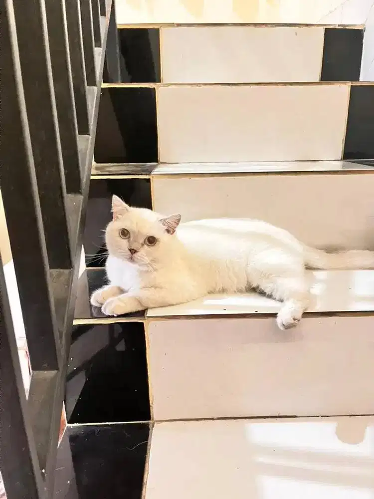 Adopsi BSH Putih Solid Ganteng