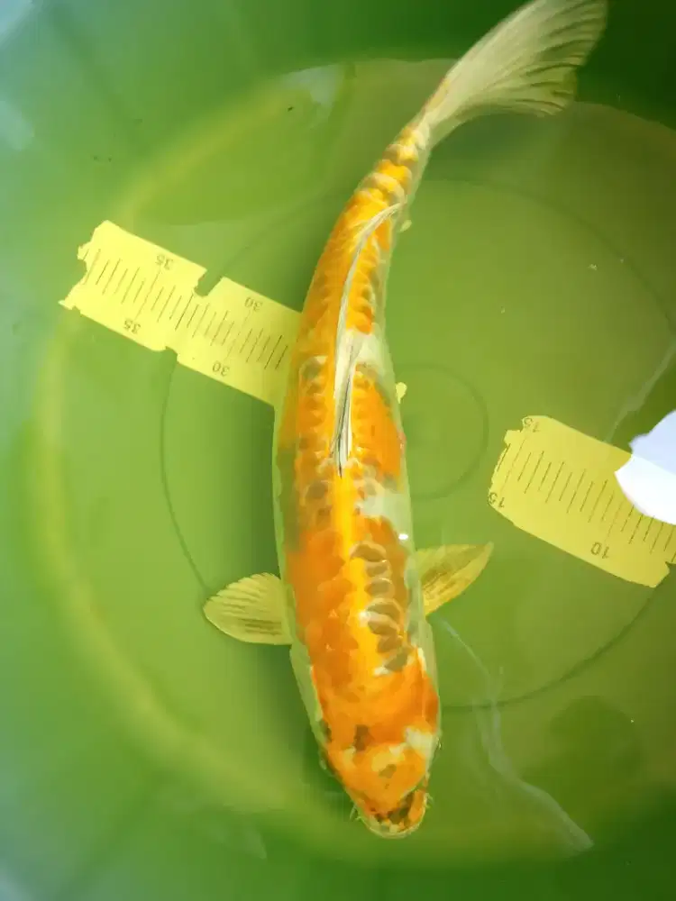 Ikan koi jenis Kin Showa Doitsu 42cm antik