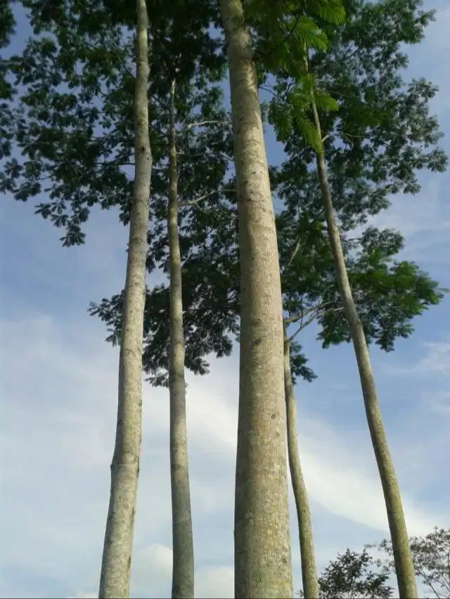Jual sengon Unggul Solomon Cepat