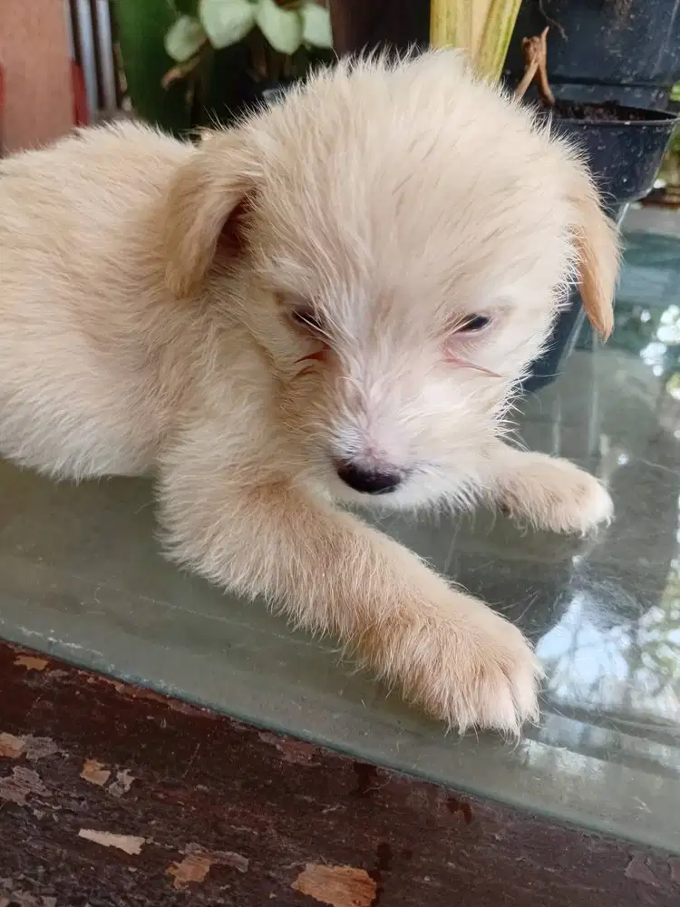 Maltese mix lokal