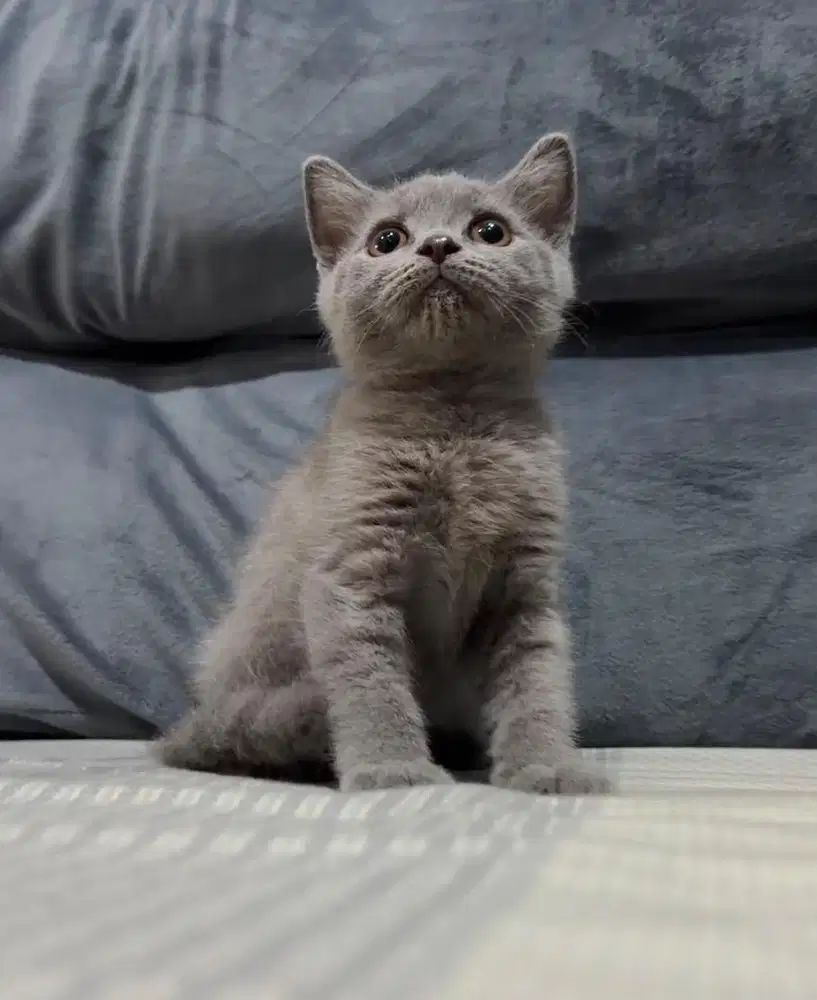 Kucing Bsh Blue Solid (Light)
