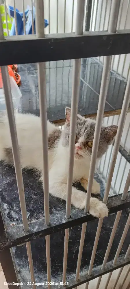 British shorthair 5 BLN betina