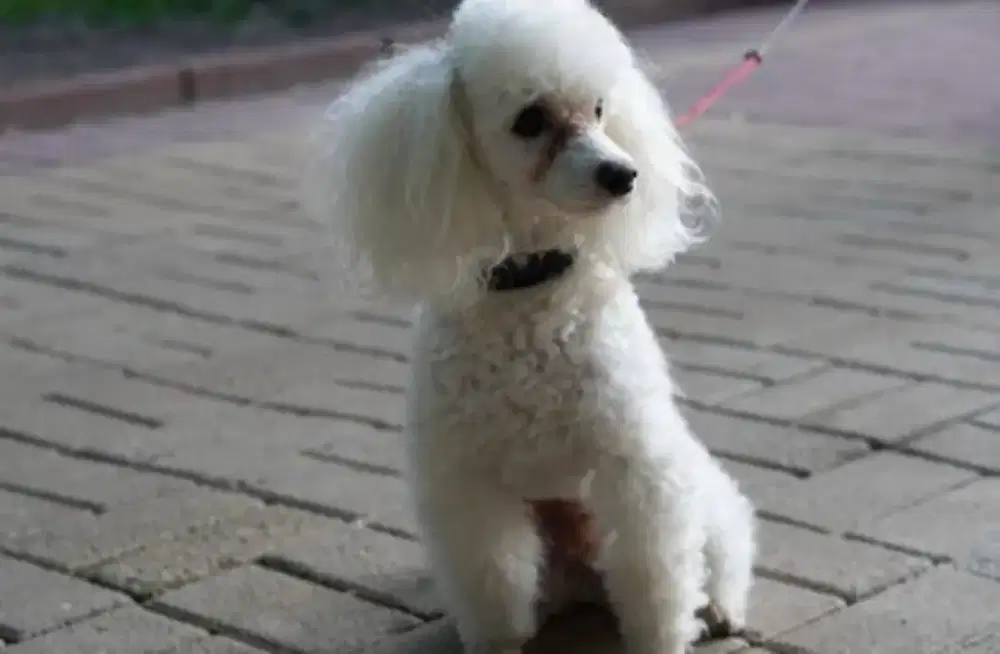 white toy poodle usia 1,5 tahun betina non surat