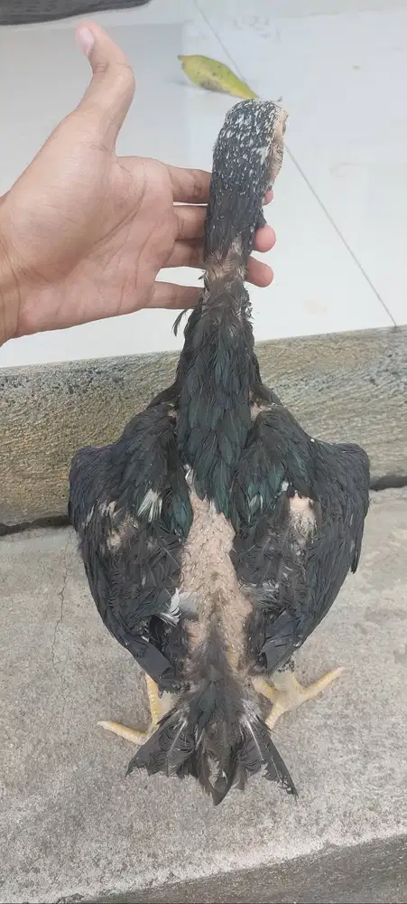 Jual ayam ekor lidi