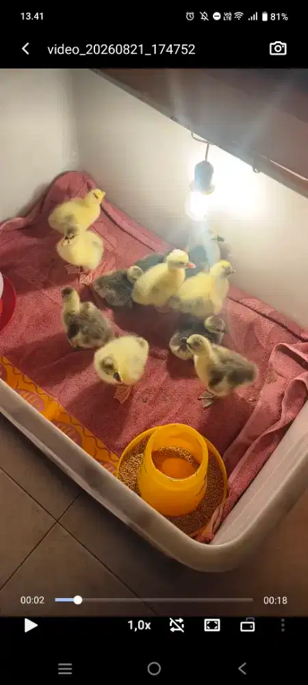 Anak Angsa/Soang Benggala Jumbo