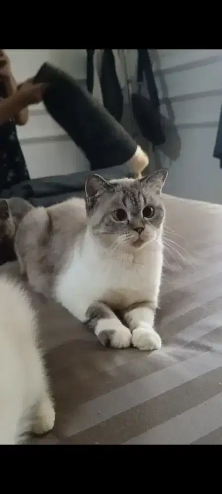 British shorthair betina dewasa, proven