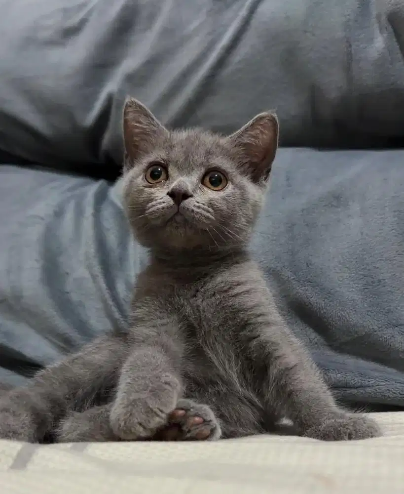 Kucing BSH Blue Solid