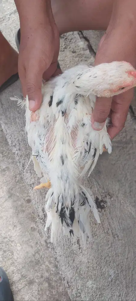 Jual ayam ekor lidi