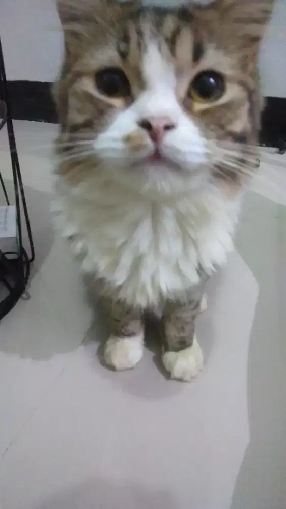 Menerima jasa penitipan anabul / Kucing / Meong