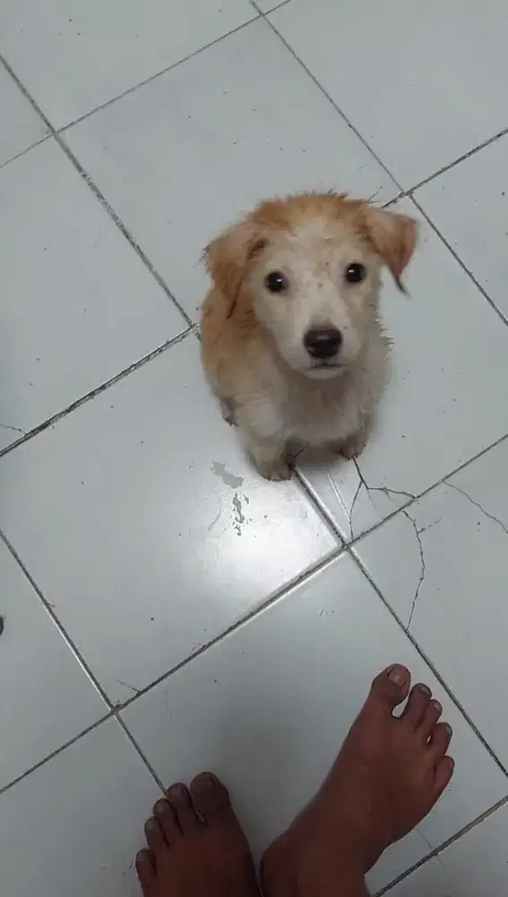Golden reriever mix
