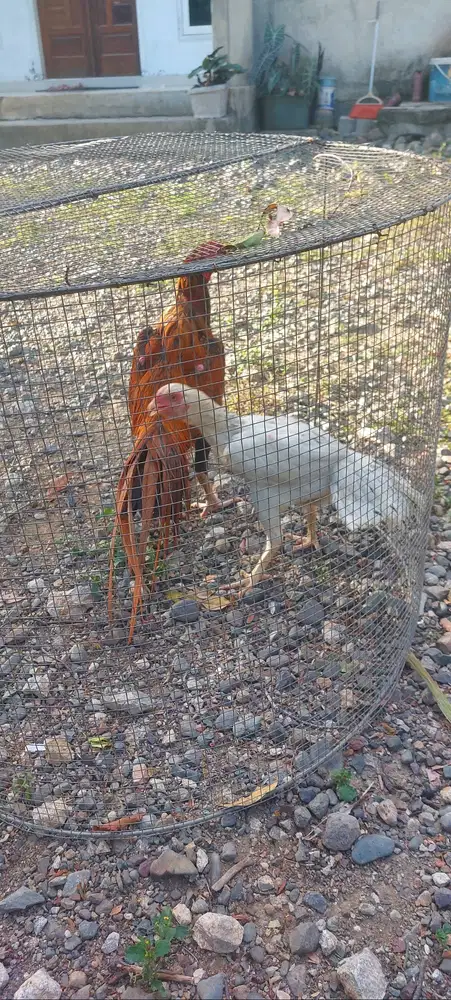 Jual ayam ekor lidi