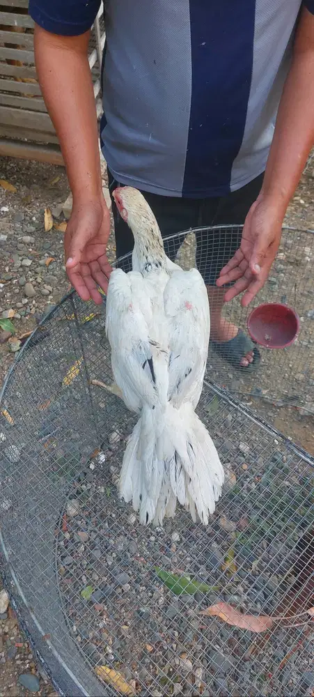 Jual ayam ekor lidi