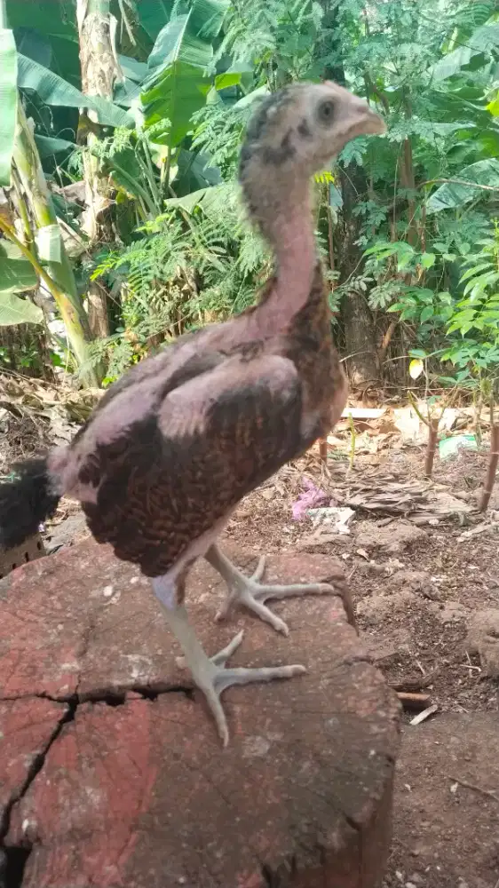 Ayam bangkok satria sinekt