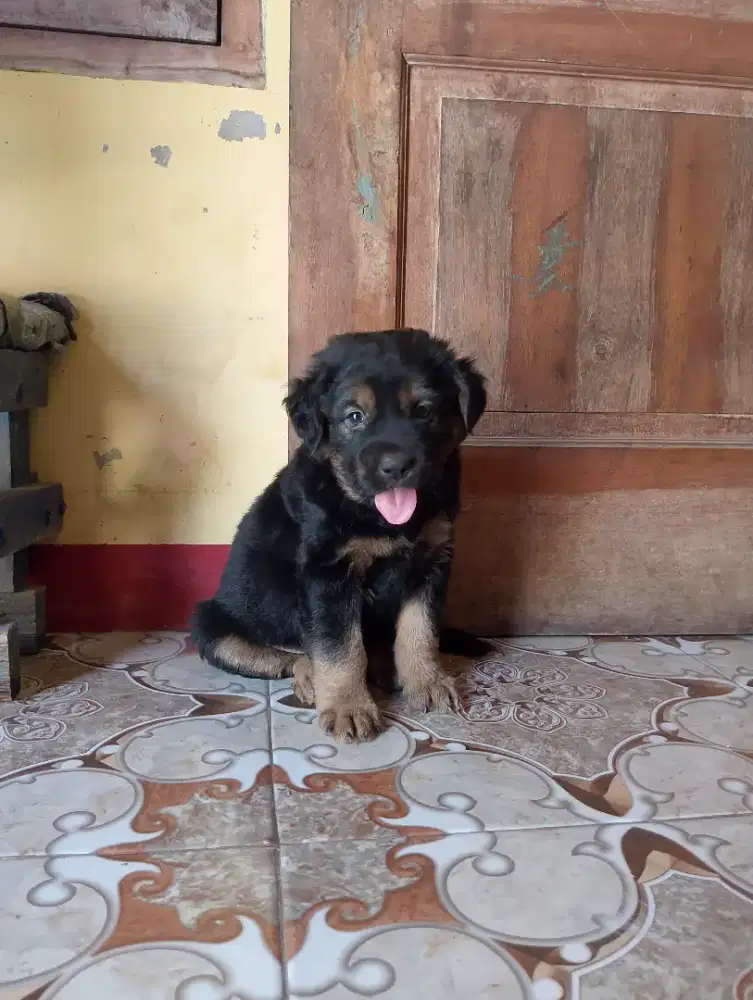 Roddweler mix herder jntan 1.5 bln big size