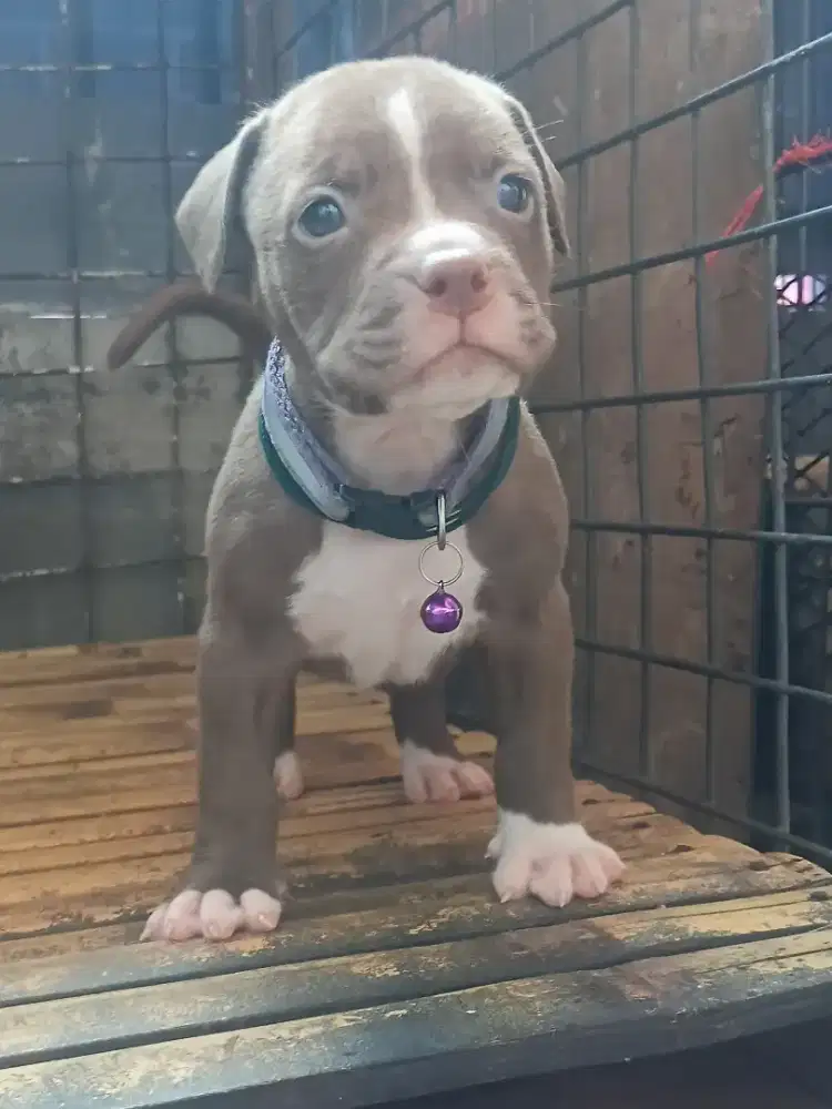 Pitbul murni betina rednose mumer aja