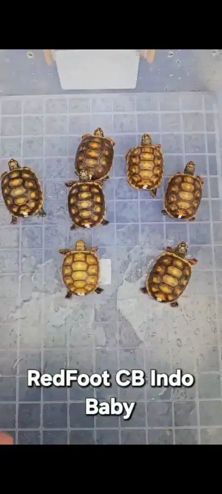 Redfoot tortoise