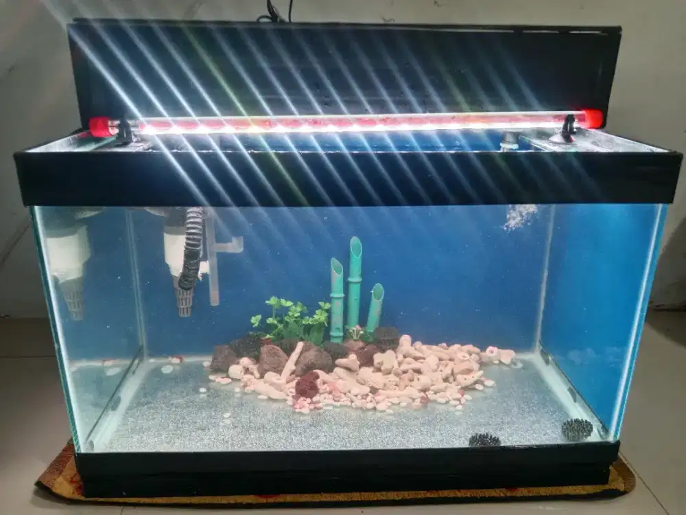 Aquarium fullset + channa