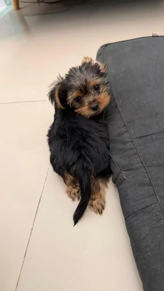 Anjing puppies Yorkshire terrier
