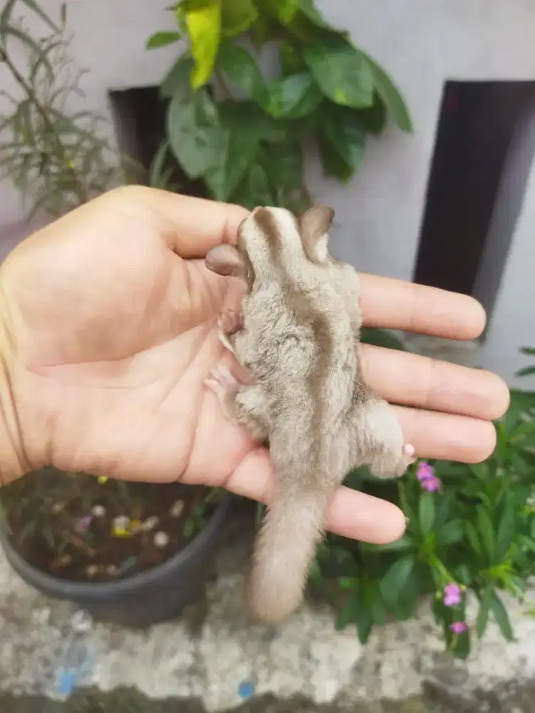 Sugar Glider caramel betina