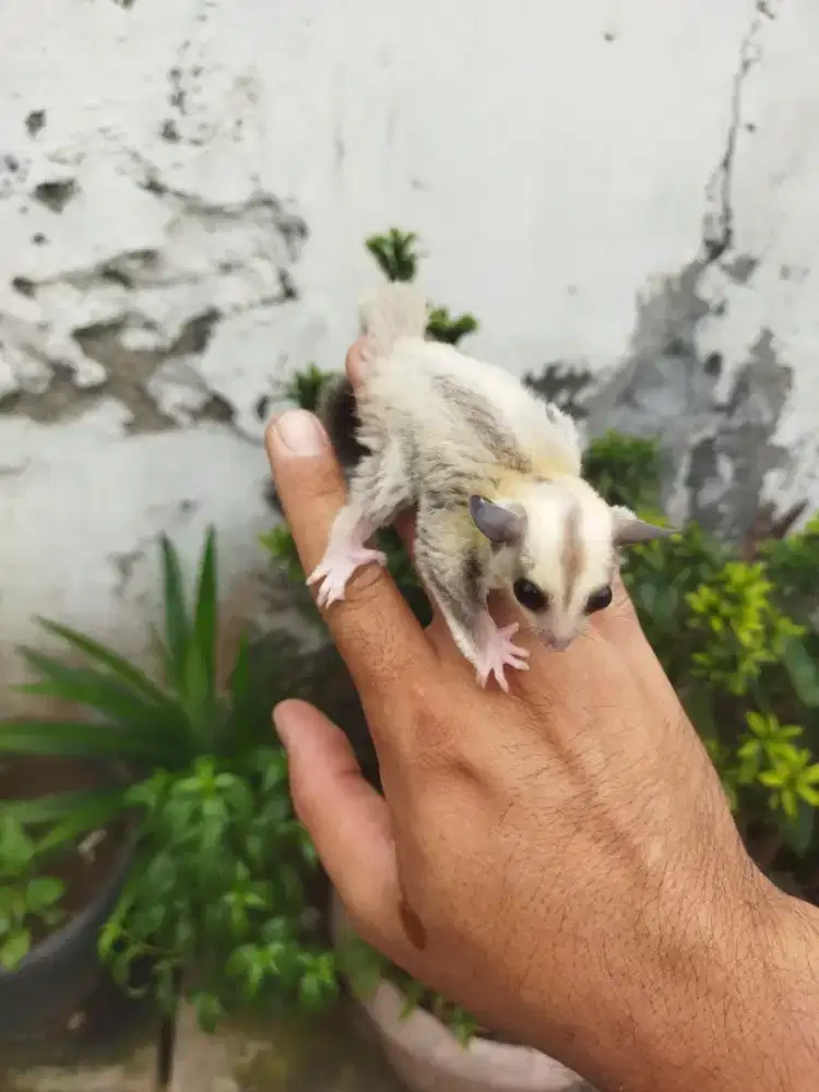 Sugar Glider platinum jantan