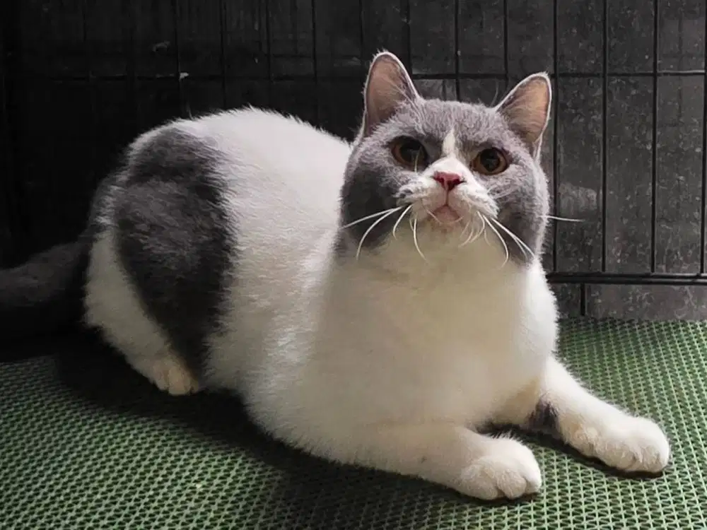 Calon Pejantan British Short Hair (BSH) BiColor Blue Van Tulang Besar