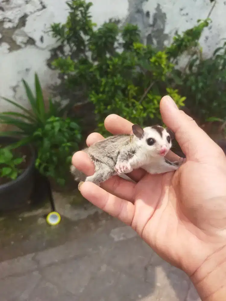 Sugar Glider white face betina