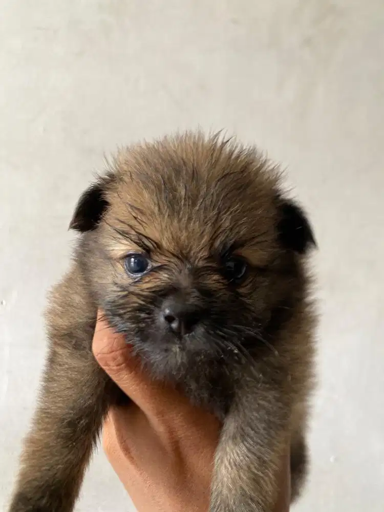 Minipom betina, usia 2 bulan