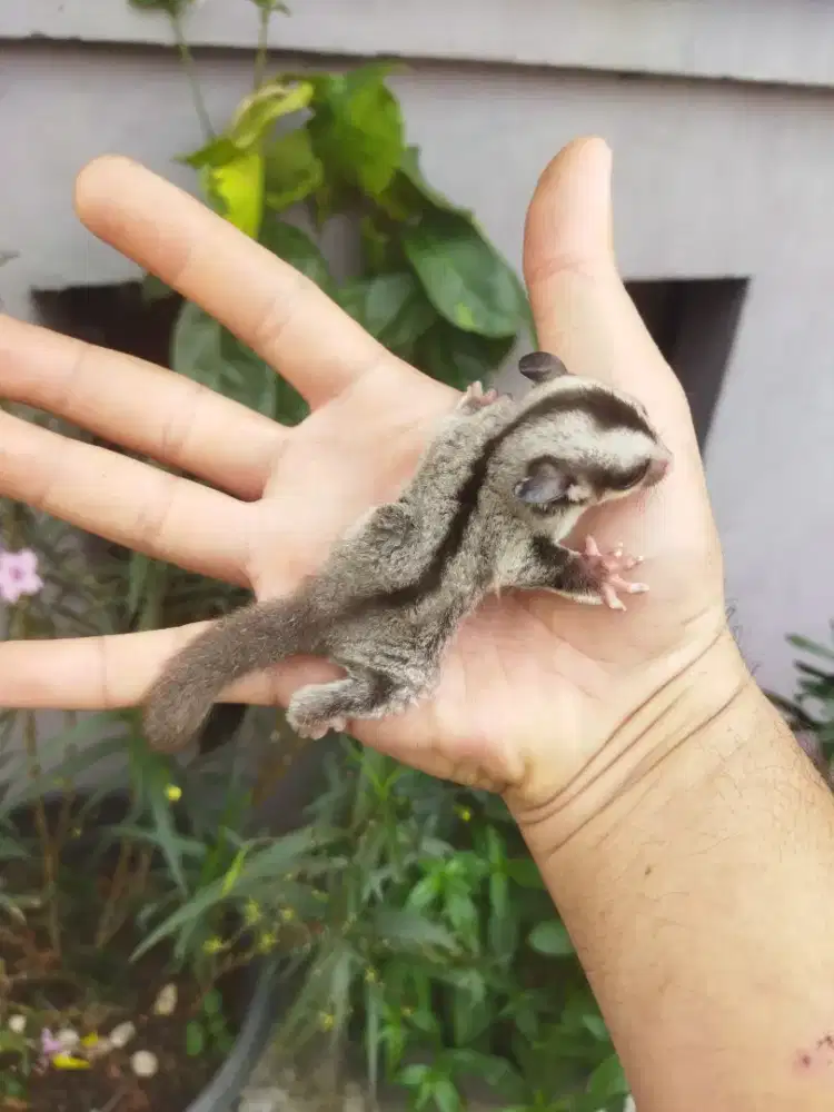 Sugar Glider classic gray jantan