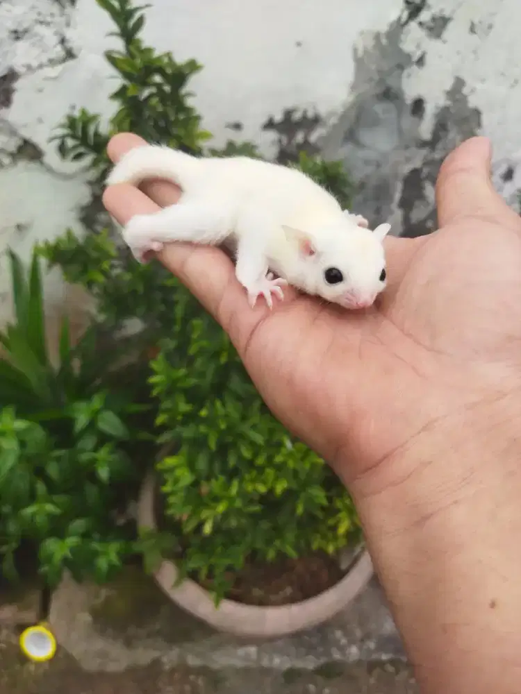 Sugar Glider leucistic jantan