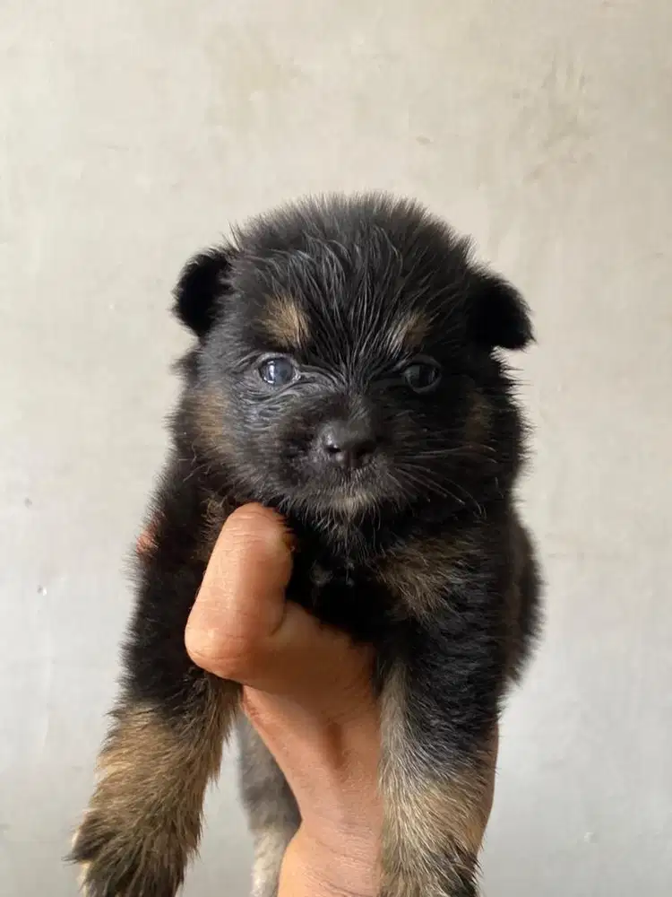 Minipom betina, Black