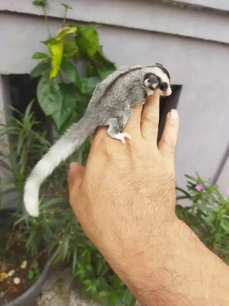 Sugar Glider mozaic ringtel betina