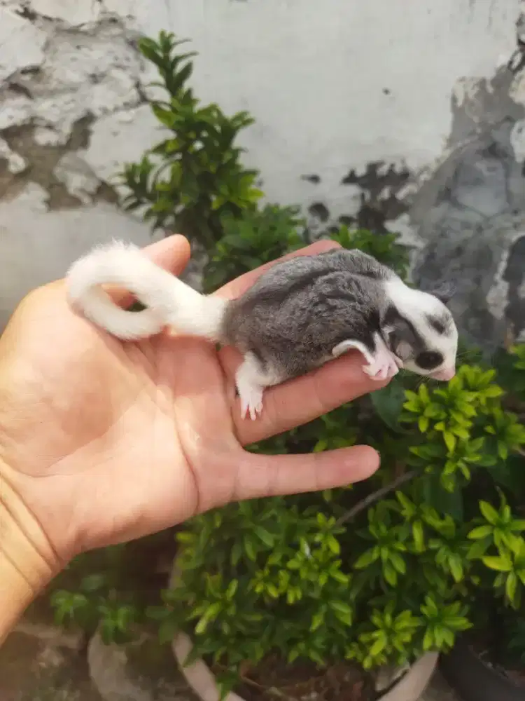 Sugar Glider mozaic  betina