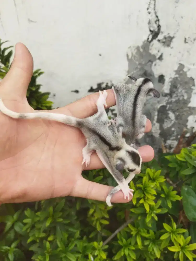 Sugar Glider mozaic jantan