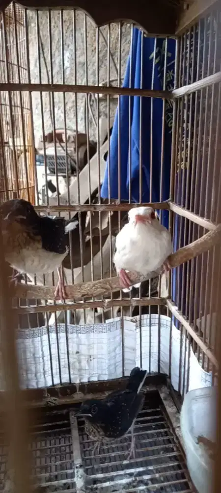 Split albino sepasang