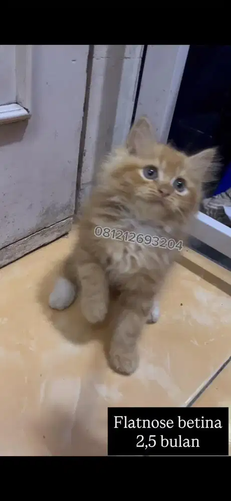 Kucing persia kitte