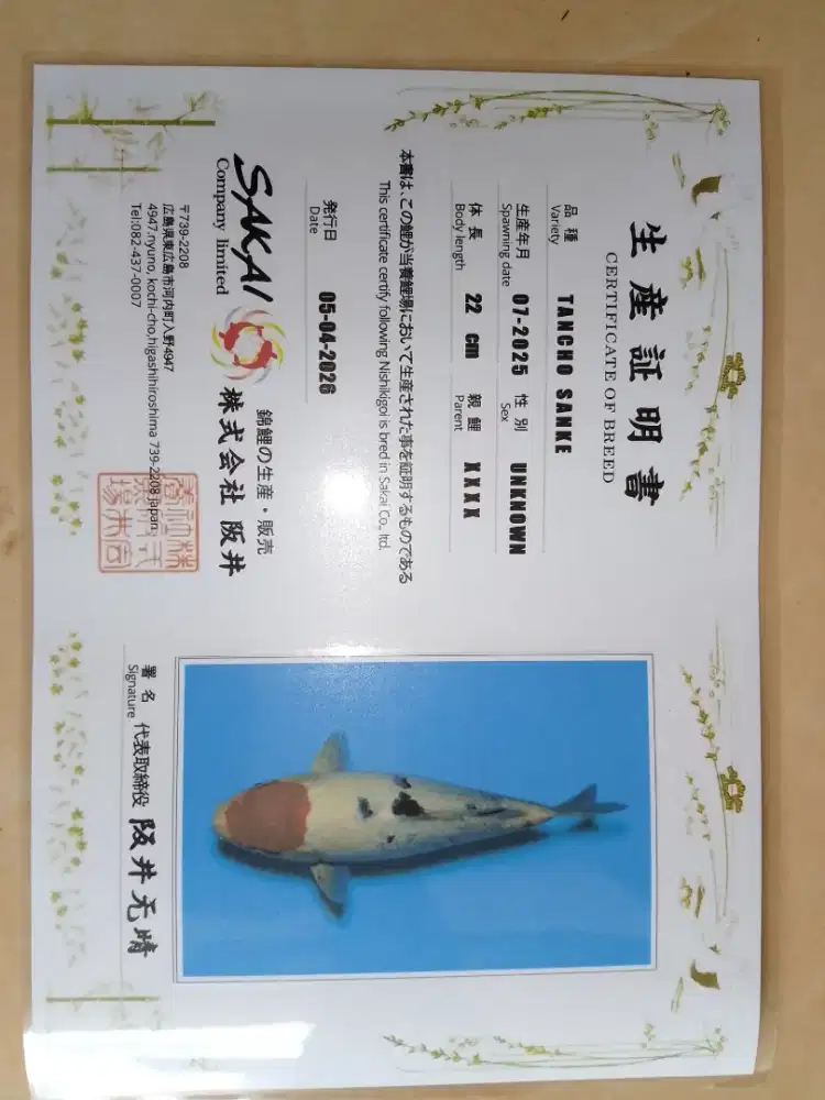 Ikan koi jenis Tancho Sanke 33cm import