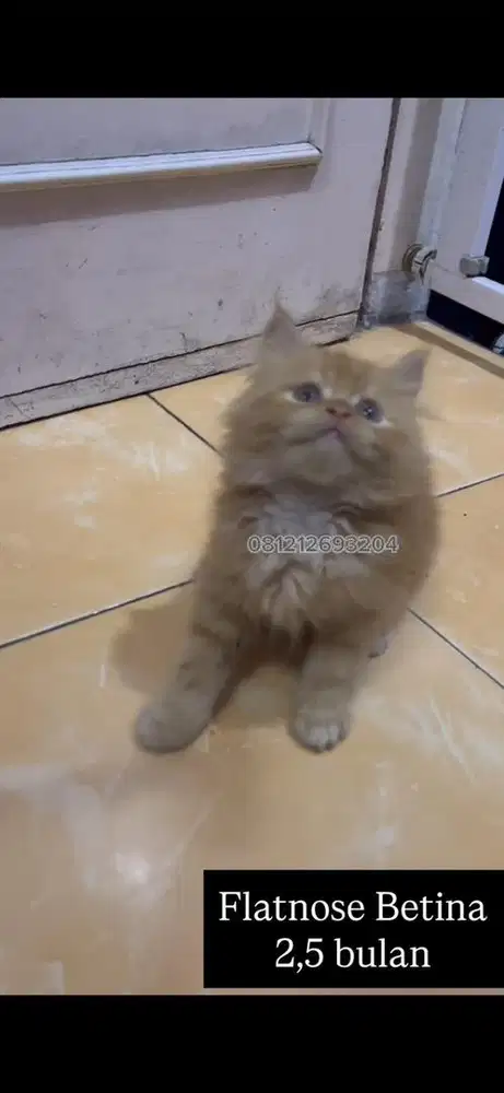 Kucing persia kitten