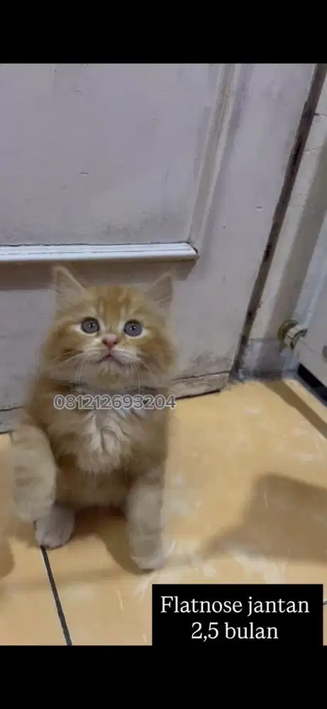 Kucing persi kitten