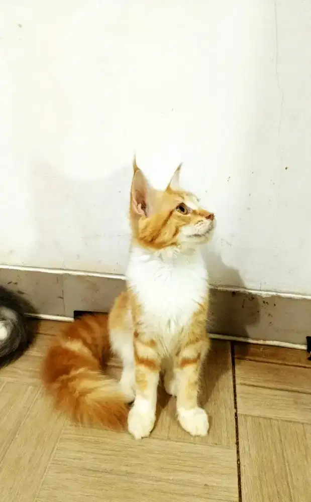Kitten MaineCoon Betina Pure No mix. Induk Ped Cfa show Quality