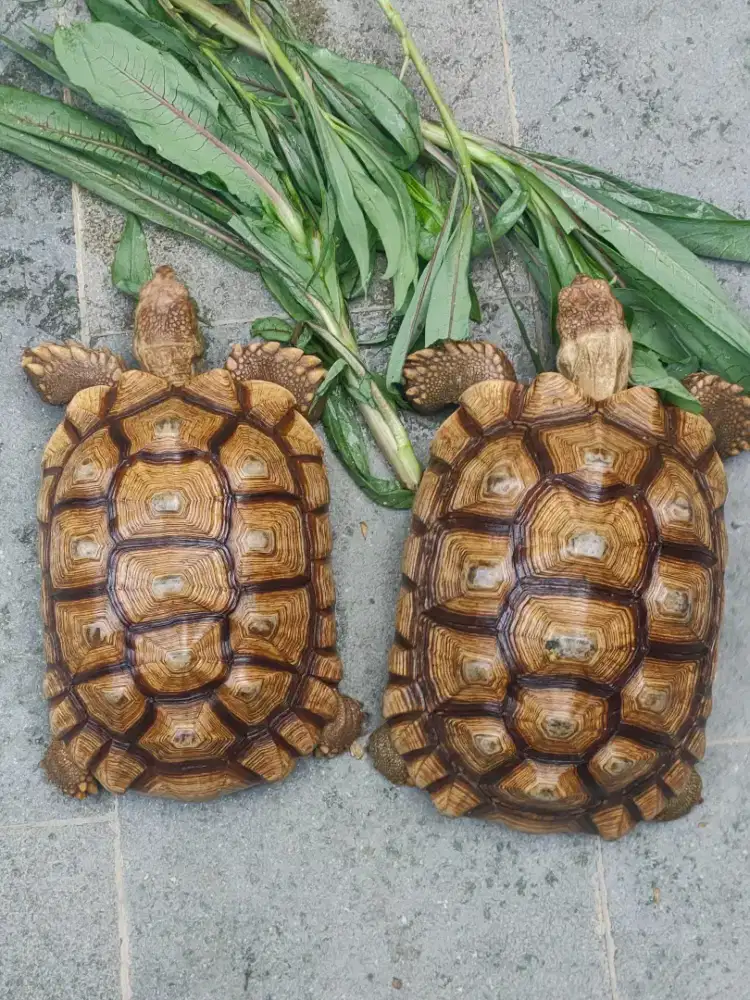 kura darat sulcata 28cm - unsex