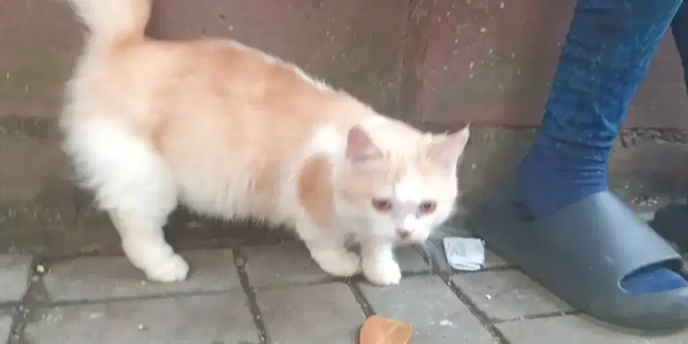 Munchkin oyen proven