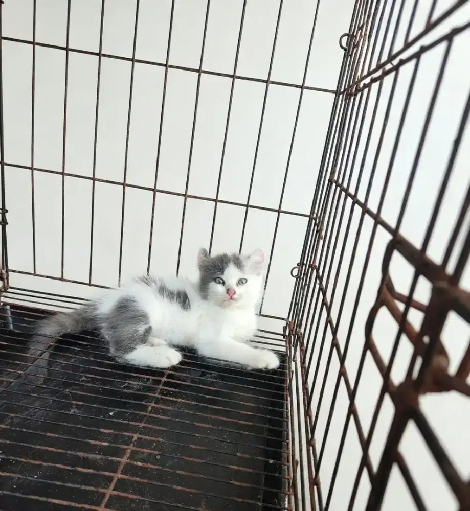 American Curly telinga keriting