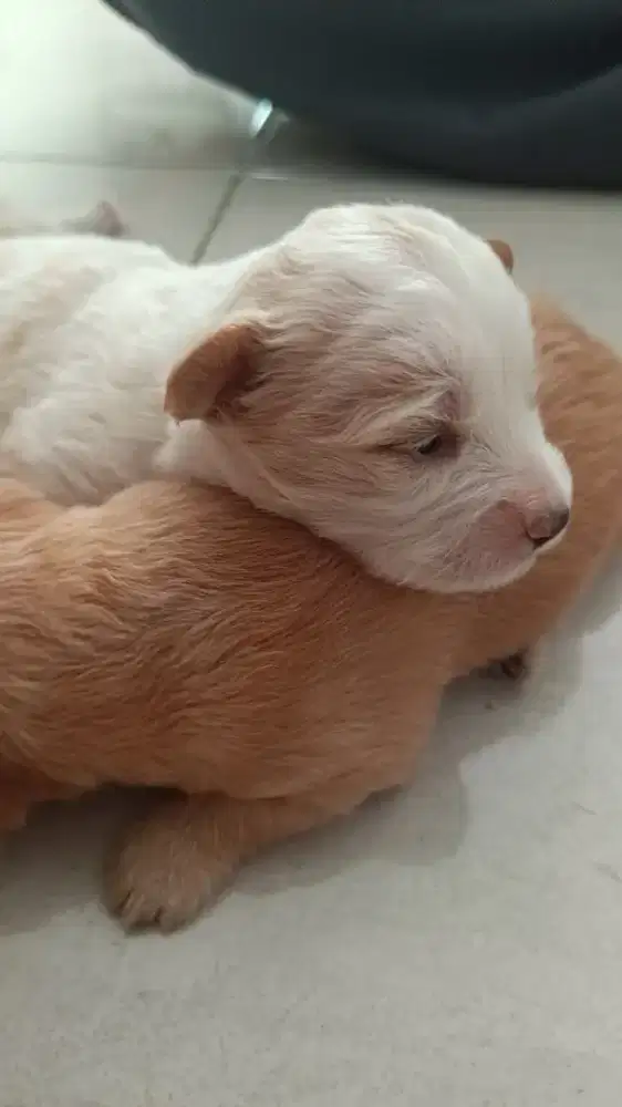 Anak anjing ( adopsi)