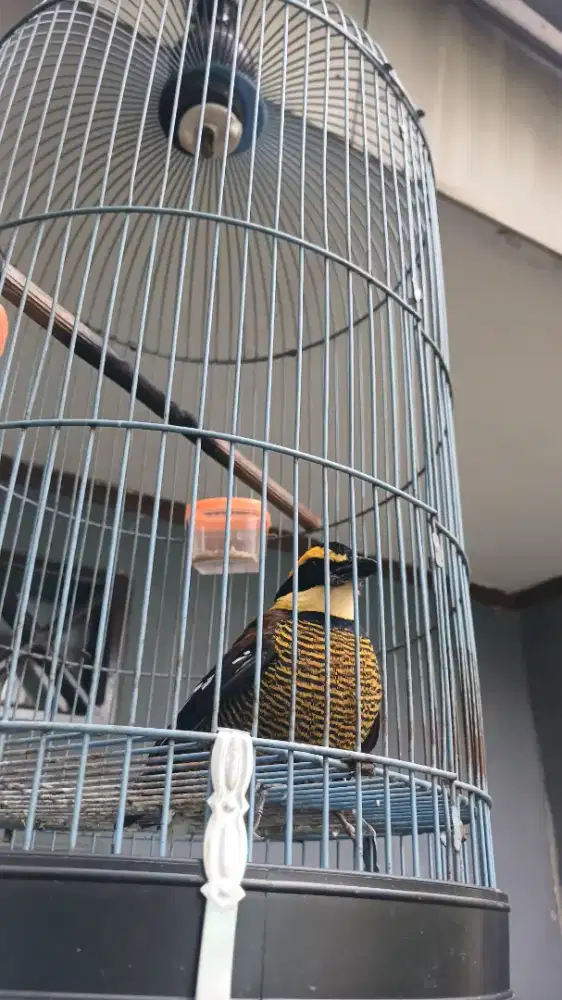 Burung Eksotik hiasan