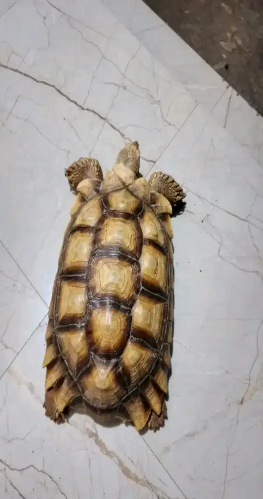 sulcata tortoise 40cm up